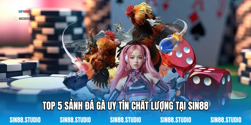 Top 5 Sảnh Đá Gà Uy Tín - Cá Cược Truyền Thống Đỉnh Cao 2 Top 5 Sảnh Đá Gà Uy Tín Chất Lượng Tại Sin88